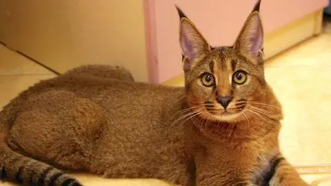El gato mas caro del mundo