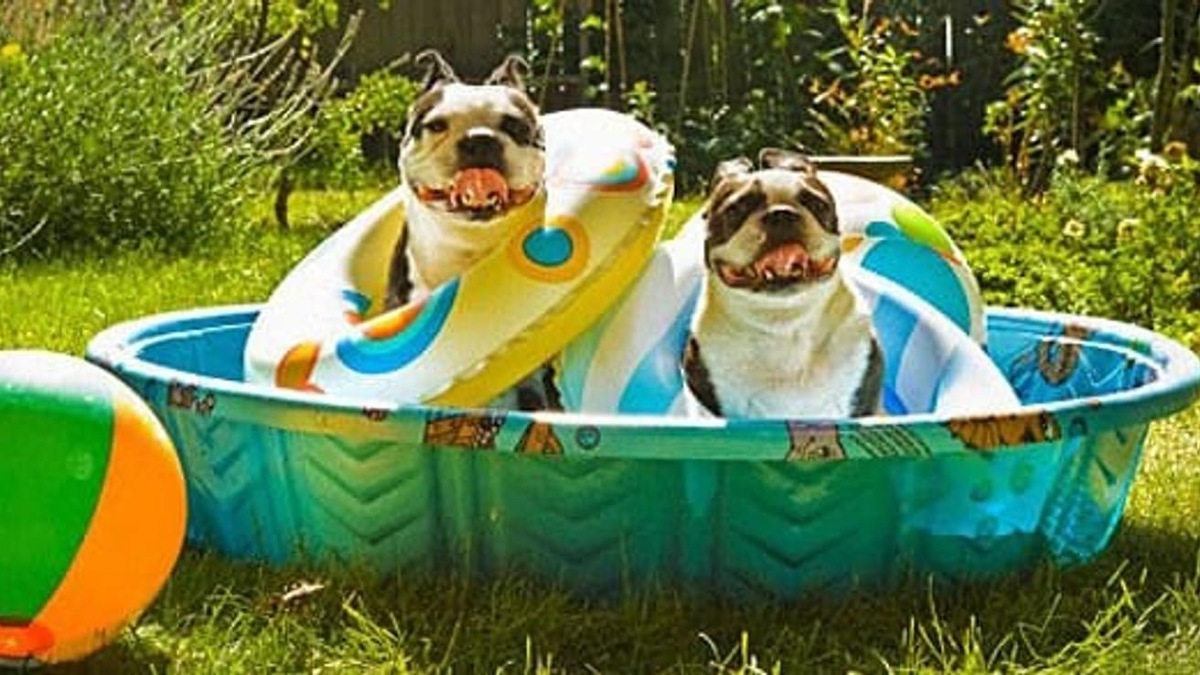 Atención pet lover’s: Descubre como cuidar a tu mascota en los días de calor
