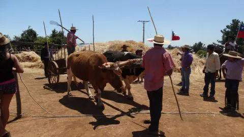 Se viene la fiesta del trigo en Quillón