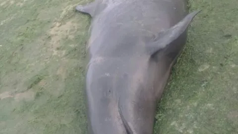Delfín varó en Dichato