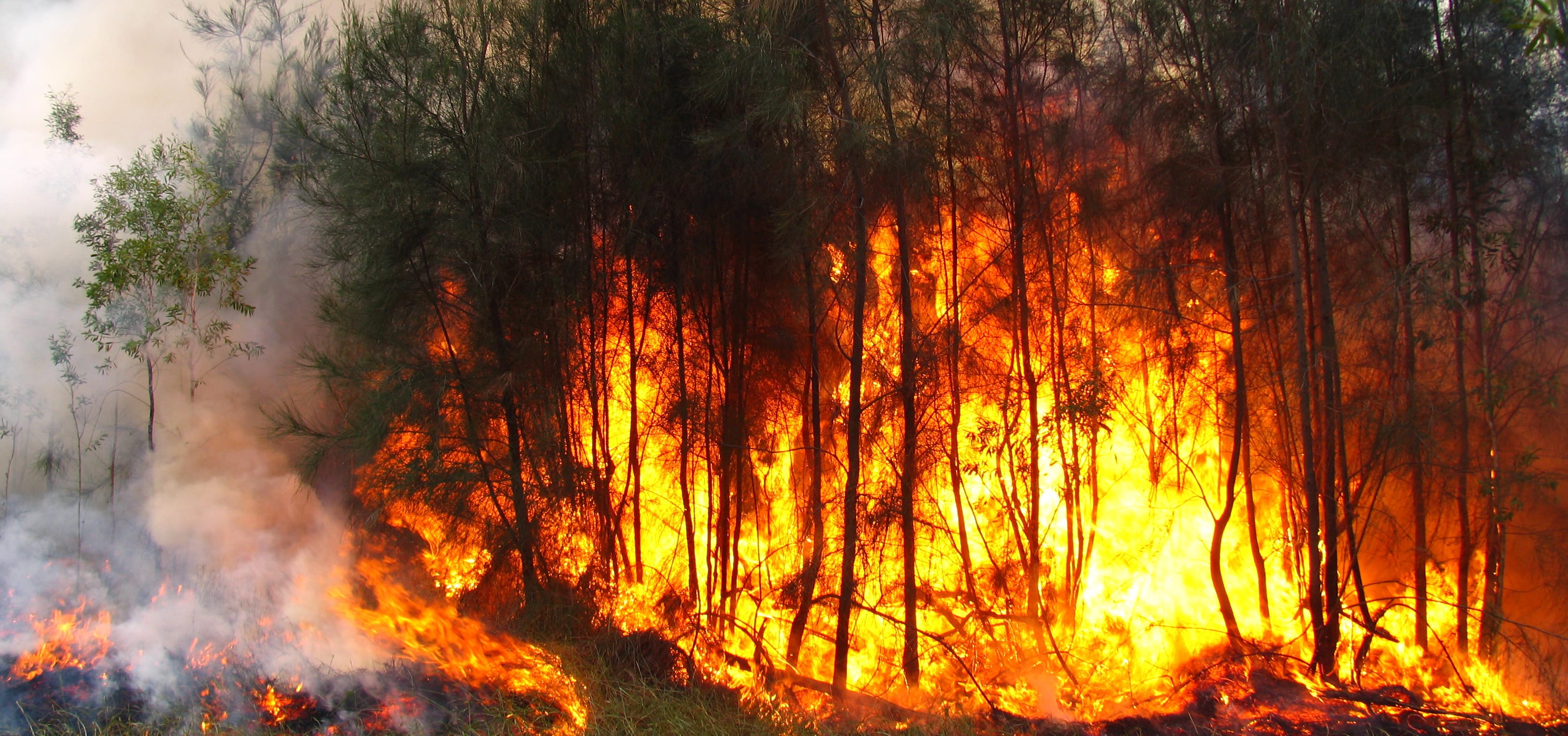 Aumenta número de incendios forestales en Biobío