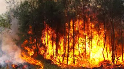 30 incendios forestales activos en la Región del Biobío