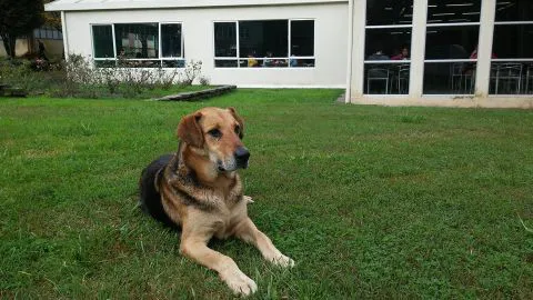 Murió Sir Perro, la mascota más querida de la UdeC
