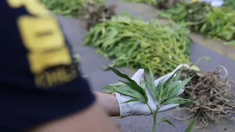 PDI LOS ÁNGELES DETUVO A 6 SUJETOS POR INFRACCIÓN A LA LEY 20.000 DE DROGAS