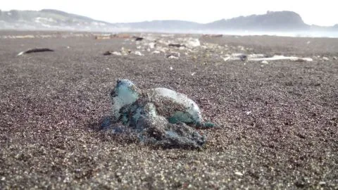Detectan nuevamente fragata portuguesa en la Región del Biobío