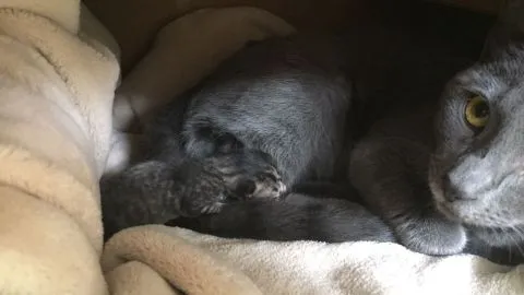 Primera fecundación de un gatito in vitro en Chile se realizó en Chillán