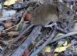 Joven se transformó en la segunda víctima de hanta en el Biobío este 2017