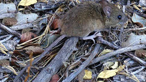 Joven se transformó en la segunda víctima de hanta en el Biobío este 2017