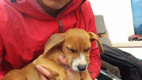 Un perrito fue el origen que el Biotrén se atrasara nuevamente en Coronel