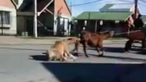 Captan video donde caballos son arrastrados por el pavimento
