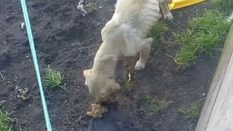 En San Pedro de la Paz se da el primer caso de la nueva ley Cholito del país