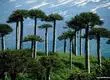 Desconocida enfermedad está matando a las araucarias