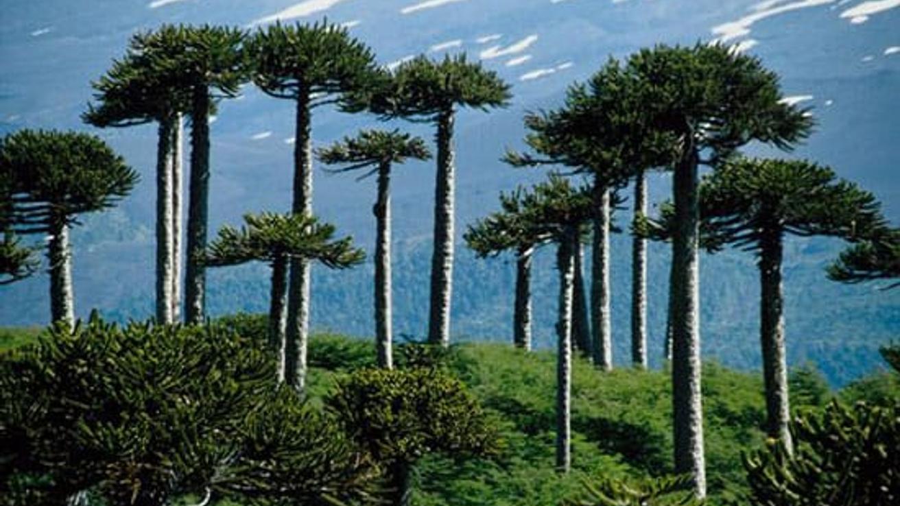 Desconocida enfermedad está matando a las araucarias