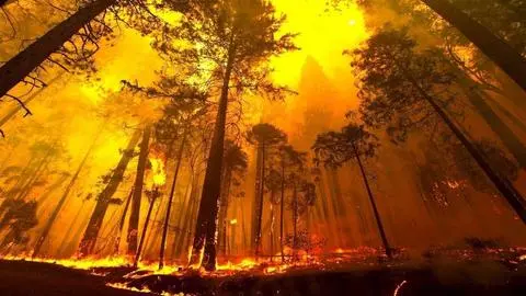 La estrategia con la que Conaf pretende evitar los dantescos incendios forestales