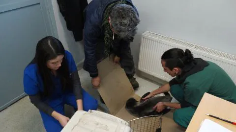 Desnutrido lobo marino encontrado en Lebu fue trasladado al Buin Zoo