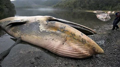 Estudio confirma muerte de ballenas por “marea roja” en el sur de Chile