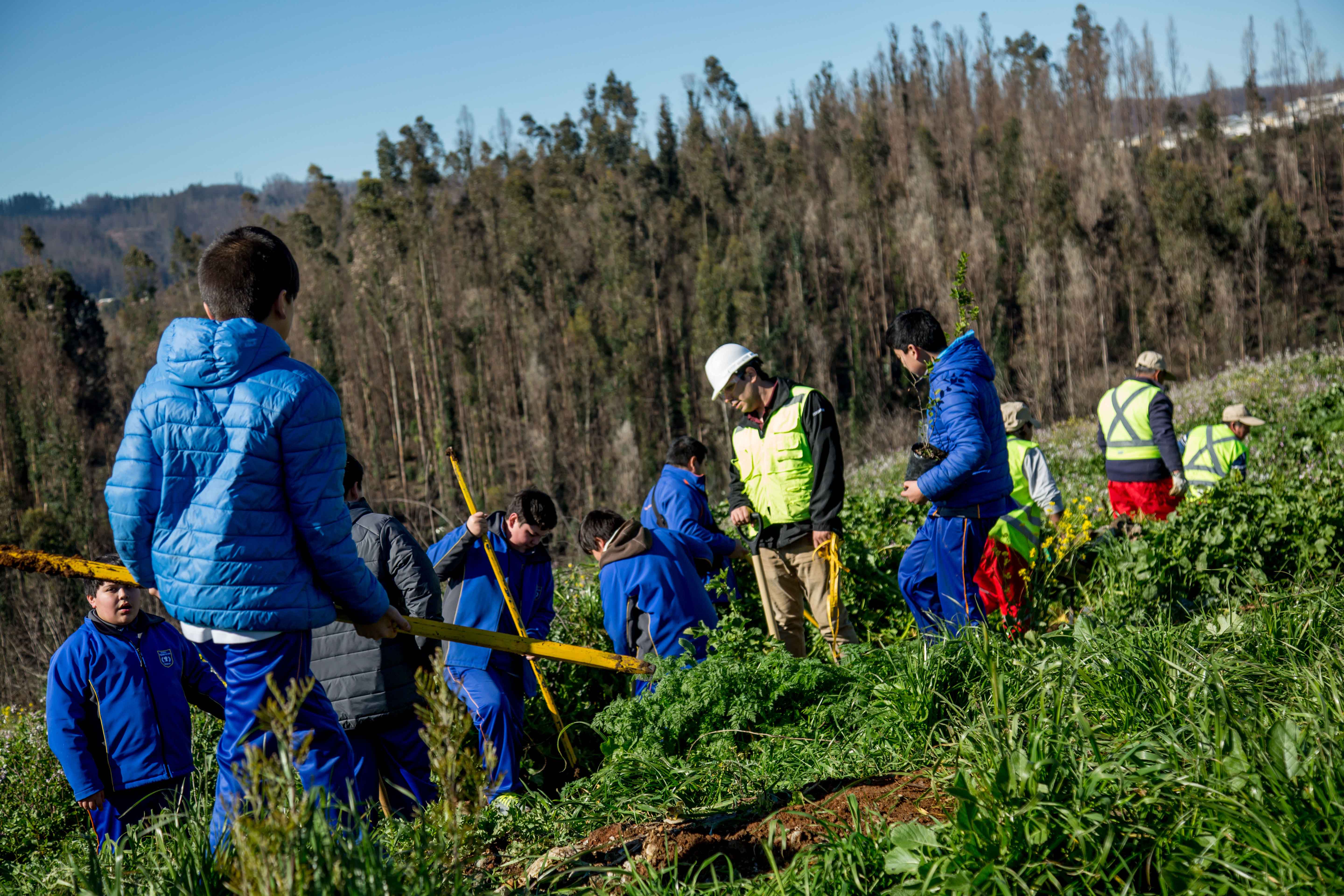 La captura de carbono y el impulso a la forestación