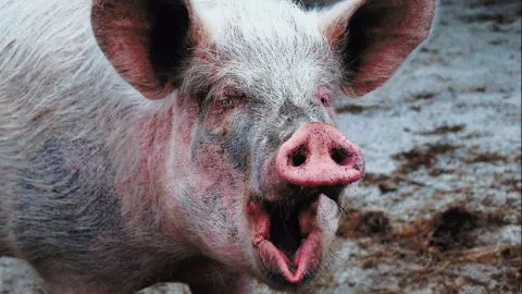 ¡Se fueron al chancho! Bandoleros roban 80 cerdos a campesino en Curanilahue