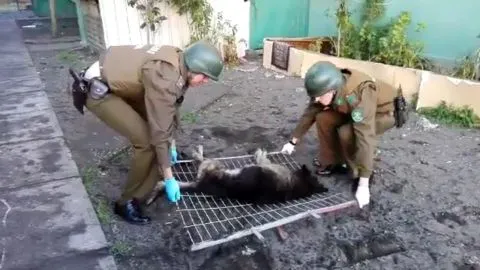 Brutal agresión sufrió un indefenso perro en San Pedro de la Paz
