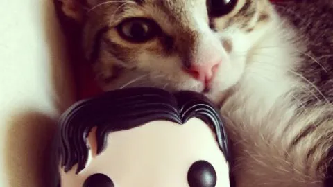 Twitter se llena de gatos tras atentado