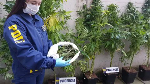 Caen dos hermanos por cultivo de Cannabis en Los Ángeles