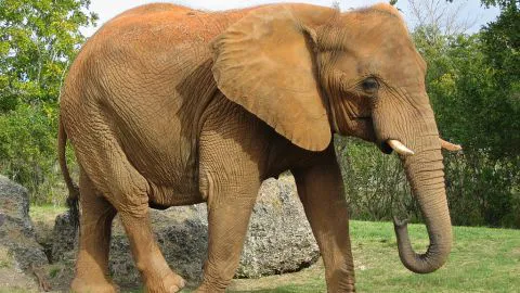Cazador muere tras ser aplastado por un elefante