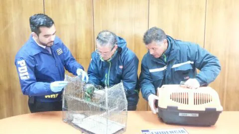 Loros en peligro de extinción fueron rescatados en Mulchén