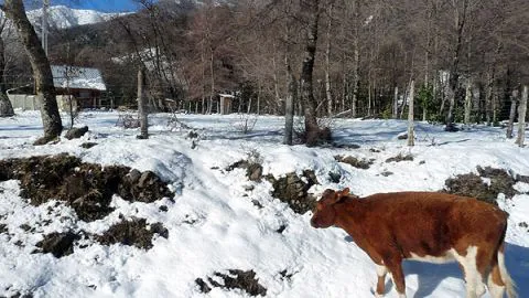 Nevadas causan estragos en el Biobío: casi 18 mil cabezas de ganado sin alimento