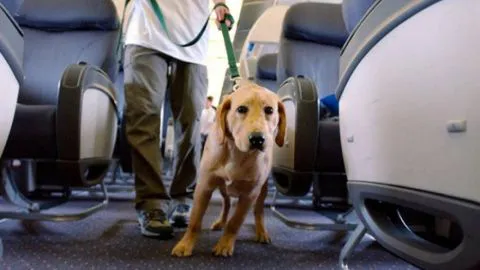 La insólita demanda que recibió una aerolínea
