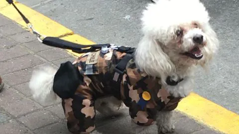 Ellos se robaron las miradas en la parada militar en Concepción