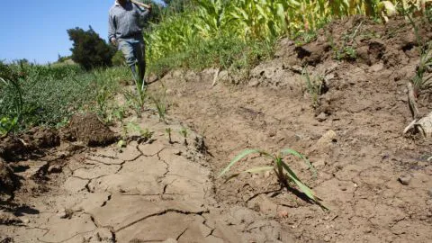 Aplicación móvil entregará datos meteorológicos a agricultores nacionales