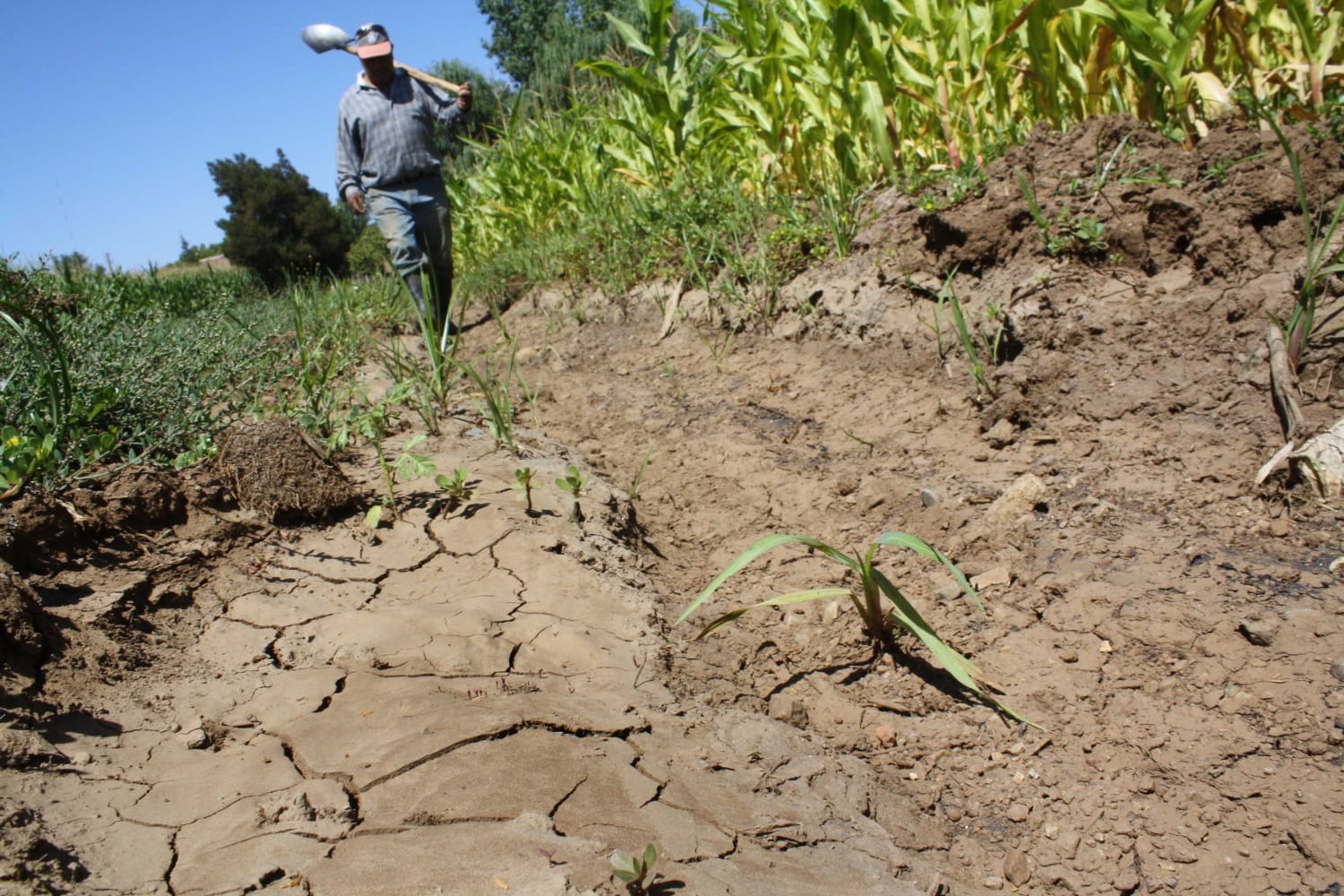Decretan emergencia agrícola para toda la Región del Biobío