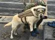 Frida, la perrita rescatista que se convirtió en símbolo de la esperanza en México