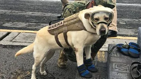 Frida, la perrita rescatista que se convirtió en símbolo de la esperanza en México