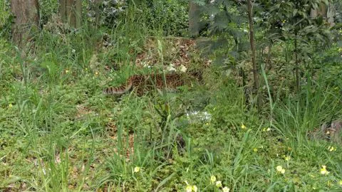 Extraño visitante sorprendió a todos en el Parque Ecuador de Concepción