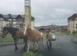 Peligro de accidente: piden rescatar a caballos sueltos en Talcahuano
