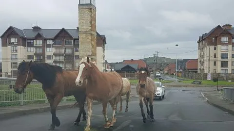 Peligro de accidente: piden rescatar a caballos sueltos en Talcahuano
