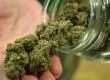 Universidad de Estados Unidos impartirá primera licenciatura en marihuana
