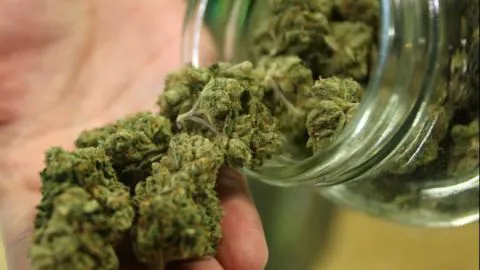 Dos detenidos tras decomiso de “marihuana gourmet” en la Universidad de Concepción