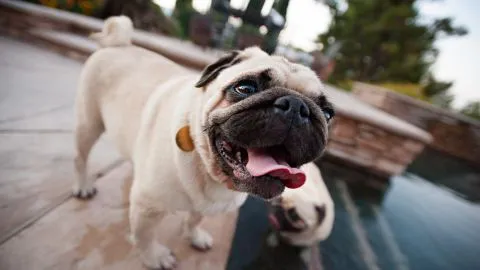 ¿Por qué NO debes cargar a tu perro?