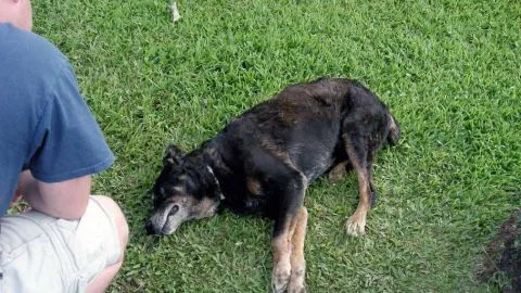 Grave denuncia de matanza de perros en la Ruta Interportuaria Talcahuano-Penco