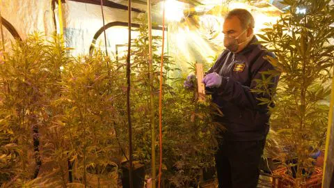 Desbaratan laboratorio de cultivo “indoor” de cannabis sativa en Talcahuano