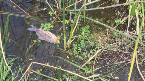 Preocupación en Santa Juana por muerte de peces en la Laguna Rayenantú