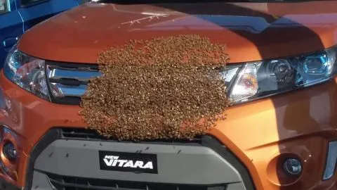 Enjambre de abejas cubrió un vehículo en exhibición en automotora de Conce