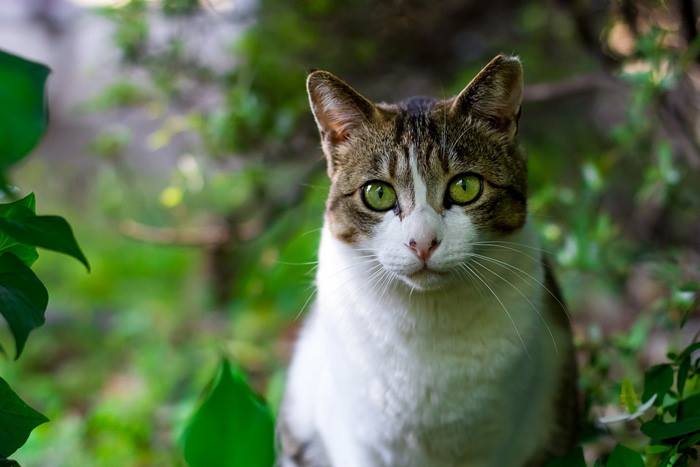 Reconocen nombres y caras: Estudio confirmó habilidades comunicativas de los gatos