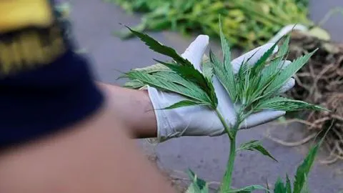 Operativo de la PDI logró detener a una pareja acusada de cultivar y vender marihuana en el Gran Concepción