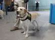 Perros de la PDI encontraron más de 6 mil dosis de droga escondida en pared de doble fondo