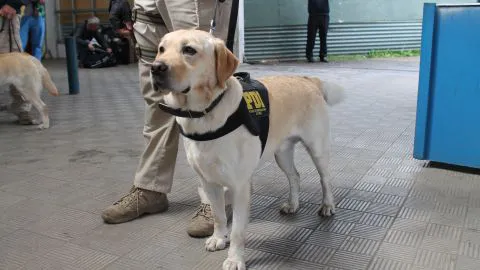 Perros de la PDI encontraron más de 6 mil dosis de droga escondida en pared de doble fondo