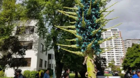 Una misteriosa planta del campus de la UdeC está causando furor en Instagram