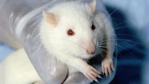 Animalistas liberaron ratones de laboratorio pero los condenaron a muerte